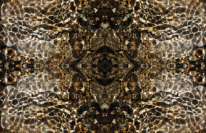 Quadruplice - La casa dell'ape regina - 330x220 cm