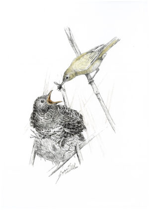 #Bulky - Il nido del cuculo - 30x40 cm