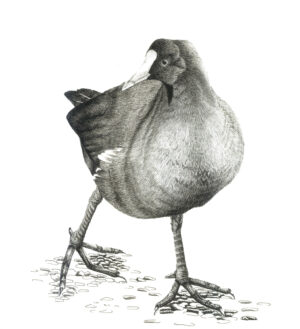 Gallinella d'acqua - 30x40 cm