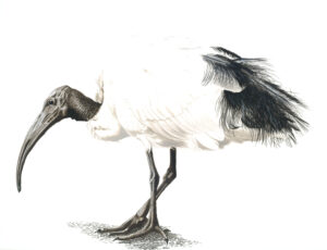 Ibis Sacro - 40x50 cm