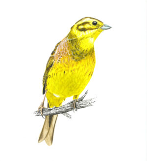 Zigolo giallo - 30x40 cm